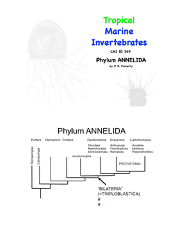 Tropical Marine Invertebrates CAS BI 569 Phylum ANNELIDA by J