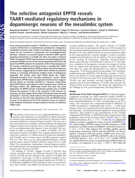 The Selective Antagonist EPPTB Reveals TAAR1-Mediated Regulatory Mechanisms in Dopaminergic Neurons of the Mesolimbic System