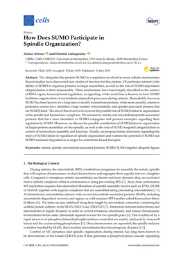 How Does SUMO Participate in Spindle Organization?