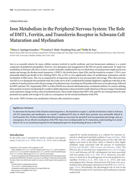 The Role of DMT1, Ferritin, and Transferrin Receptor in Schwann Cell Maturation and Myelination