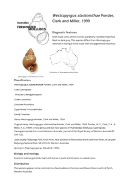 Westrapyrgus Slacksmithae Ponder, Clark and Miller, 1999