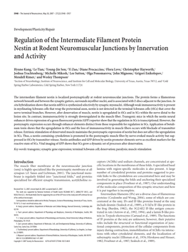 Regulation of the Intermediate Filament Protein Nestin at Rodent Neuromuscular Junctions by Innervation and Activity