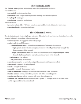 The Thoracic Aorta the Abdominal Aorta