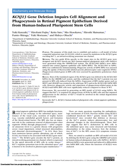 KCNJ13 Gene Deletion Impairs Cell Alignment and Phagocytosis in Retinal Pigment Epithelium Derived from Human-Induced Pluripotent Stem Cells