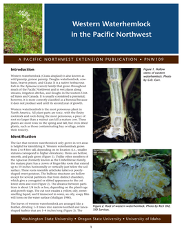 Western Waterhemlock in the Pacific Northwest