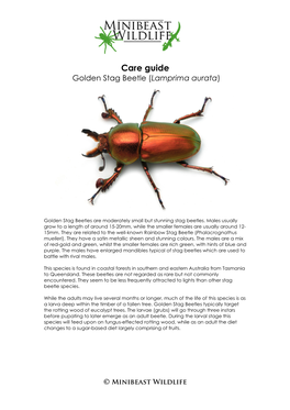 Care Guide Golden Stag Beetle (Lamprima Aurata )