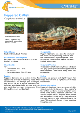 Peppered Catfish Corydoras Paleatus