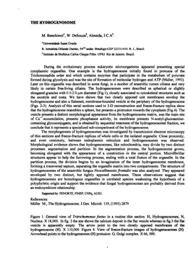 TEE FXYDROGENOSOME M. Benchimolr, W. Desouza', Almeida