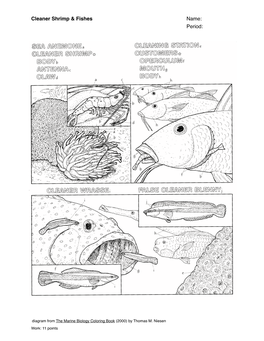 Cleaner Shrimp & Fishes