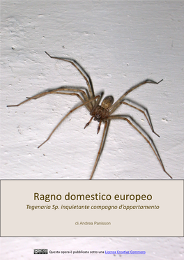 Tegenaria Sp