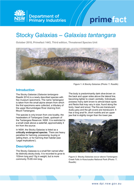 Stocky Galaxias – Galaxias Tantangara