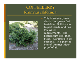 COFFEEBERRY Rhamnus Californica