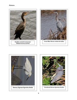 Snowy Egreat-Egretta Thula Tricolored Heron-Egretta Tricolor