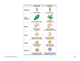 Eudicots Monocots Stems Embryos Roots Leaf Venation Pollen Flowers