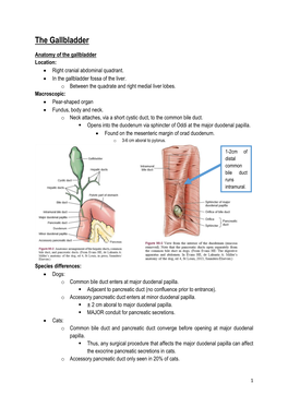 The Gallbladder