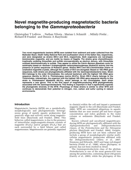 Novel Magnetite-Producing Magnetotactic Bacteria Belonging to the Gammaproteobacteria