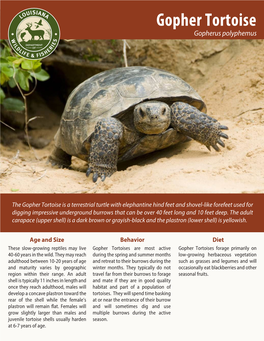 Gopher Tortoise Gopherus Polyphemus