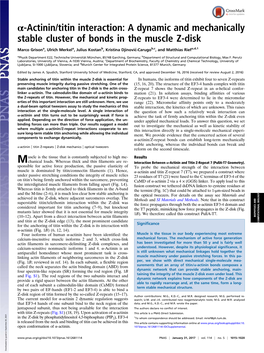 Α-Actinin/Titin Interaction: a Dynamic and Mechanically Stable Cluster of Bonds in the Muscle Z-Disk