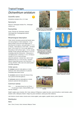 Dichanthium Aristatum Scientific Name  Dichanthium Aristatum (Poir.) C.E