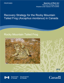 Rocky Mountain Tailed Frog (Ascaphus Montanus) in Canada