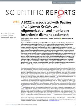 ABCC2 Is Associated with Bacillus Thuringiensis Cry1ac Toxin