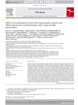 SMC6 Is an Essential Gene in Mice, but a Hypomorphic Mutant in The