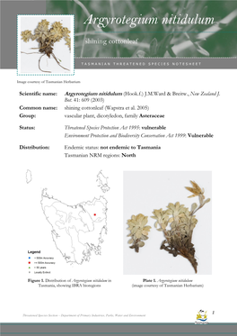 Argyrotegium Nitidulum Nitidulum (Shining Cottonleaf)