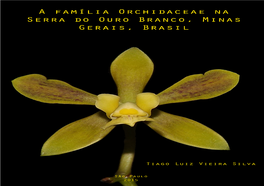 Orchidaceae of Serra Do Ouro Branco, Minas Gerais, Brasil”