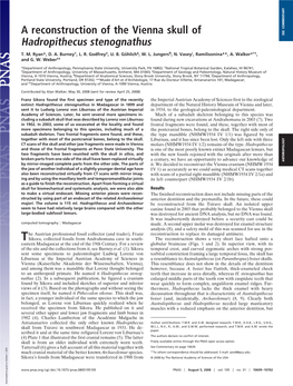 A Reconstruction of the Vienna Skull of Hadropithecus Stenognathus