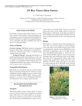 19 BULL THISTLE (SPEAR THISTLE) PEST STATUS of WEED Nature Of