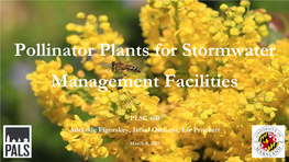 Pollinator Plants for Stormwater Management Facilities