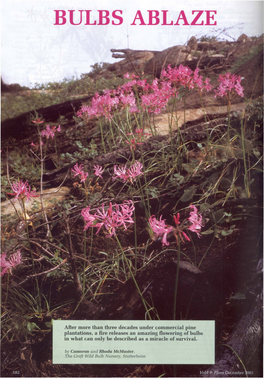 BULBS ABLAZE E Are Constantly Amazed at the Tenacity of Some Geophytes