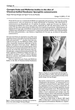 Cecropia Fruits and Müllerian Bodies in the Diet of Chestnut-Bellied Seedeaters