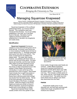 Managing Squarrose Knapweed