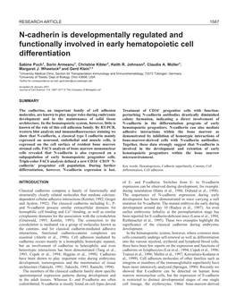 N-Cadherin in Human Bone Marrow 1569 Antigens Were Washed Several Times and Dissolved by Boiling in SDS- Cadherin in Methylcellulose-Containing Cultures