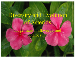 Diversity and Evolution of Asterids