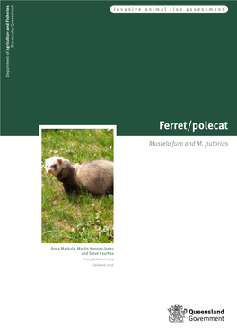 Ferret/Polecat