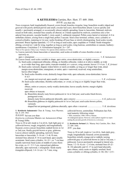 8. KETELEERIA Carrière, Rev. Hort. 37: 449. 1866