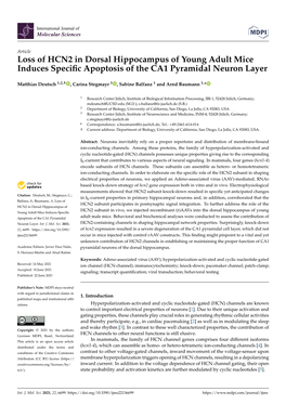 Loss of HCN2 in Dorsal Hippocampus of Young Adult Mice Induces Speciﬁc Apoptosis of the CA1 Pyramidal Neuron Layer