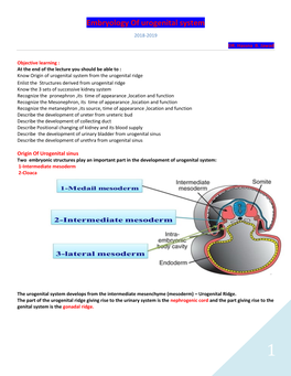 Embryology of Urogenital System