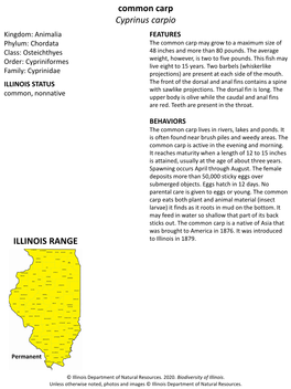 Common Carp Cyprinus Carpio ILLINOIS RANGE