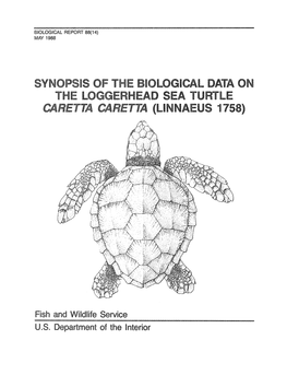 Synopsis of the Biological Data on the Loggerhead Sea Turtle Caretta Caretta (Linnaeus 1758)
