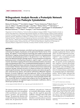 N-Degradomic Analysis Reveals a Proteolytic Network Processing the Podocyte Cytoskeleton