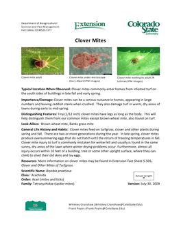 Clover Mites