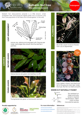 Bulberin Nut Tree Endangered Macadamia Jansenii