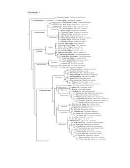 Corvidae Species Tree