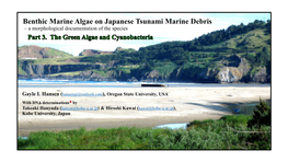 Benthic Marine Algae on Japanese Tsunami Marine Debris – a Morphological Documentation of the Species