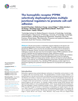 The Homophilic Receptor PTPRK Selectively Dephosphorylates