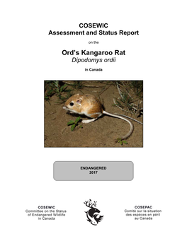 Ord's Kangaroo Rat, Dipodomys Ordii