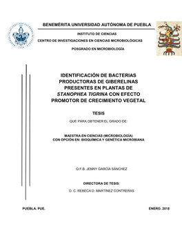 Identificación De Bacterias Productoras De Giberelinas Presentes En Plantas De Stanhopea Tigrina Con Efecto Promotor De Crecimiento Vegetal